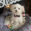 Maltese / Lhasa Aps0 / Shih tzu pups