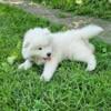 Samoyed Puppies for sale in Iowa