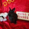 Purebred Netherland Dwarf bunnies