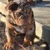 Chocolate merle STUD ONLY english bulldog