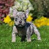 French bulldog puppies