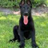 German shepherd female all black Akc registered