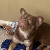 2 Year Old Fluffy French Bulldog Male – Friendly Family Companion