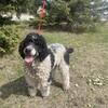 AKC Poodle Stud - with Tri-colored Gene, traits below