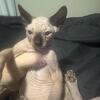 Sphynx Kittens