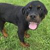 Rottweiler Male Puppy