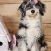 mini bernedoodle puppies