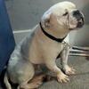 English Bulldog 300 OBO
