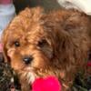 Playful cavapoo puppies