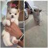 Pomsky- Tink