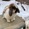 Minilop Bunnies