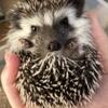 Hedgehog babies! Dark face, albino, pinto, snowflakes