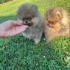 Pomeranian Puppies Boys