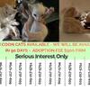 Savannah Maine Coon Lynx