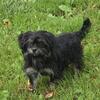 Shorky puppy for sale in Michigan at wrennspuppies.com