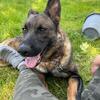 100% East German / DDR lineage German shepherd puppies