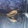 Free Mississippi Map Turtles