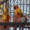 PROVEN sun conure pair - Lawton, OK