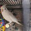 Male Cockatiel