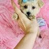 Poodle, Maltese, Pugs, Pomeranians, Chihuahuas  Puppies  Financing and hand delivery