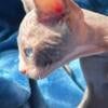 Sphynx kitten dominant blue eyes