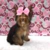 Yorkshire Terrier: Chocolate female born on 08/05/23 in Ohio