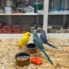 Indian Ringneck Parrot Babies