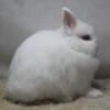 Purebred Netherland Dwarf Bunny Rabbit Ruby Eyed White Buck