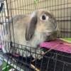 Mini Lop female rabbit