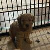 F1b mini  Goldendoodles