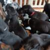 Great Dane puppies, family raised, rtg