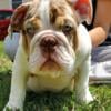 English bulldog puppies