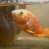 Oscar Fish needs rehoming