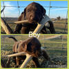 Akc lab puppies