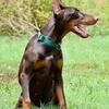100% EUROPEAN DOBERMAN Parents Health Tested