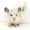 3 Month Old White Mosaic Female Chinchilla Kit (baby)