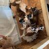 Boxer puppies