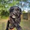 AKC Mini Schnauzer Puppies Available