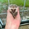 Lineaged hedgie available