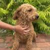 Miniature Labradoodle puppies