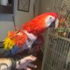 Scarlet macaw