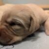 Red English Lab puppies