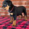 German Rottweiler Puppies