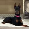 One year old Doberman Female