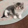 PIPER - FEMALE EXOTIC SHORTHAIR KITTEN