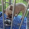 French Bulldog 4 sale