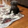 AKC Silver, Charcoal and yellow lab pups