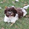 Havanese Puppy For Adoption