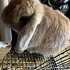 Holland lop 10 months old