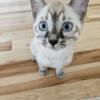 BENGAL KITTENS available